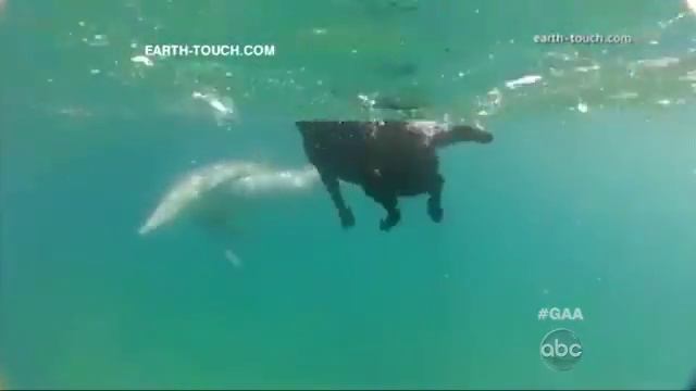 Dog Swims With Dolphin: Caught on Tape смотреть онлайн
