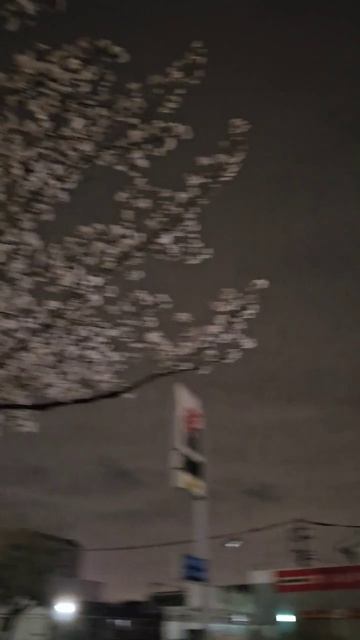 Весна... сакура зацвела, скоро будет тепло смотреть онлайн