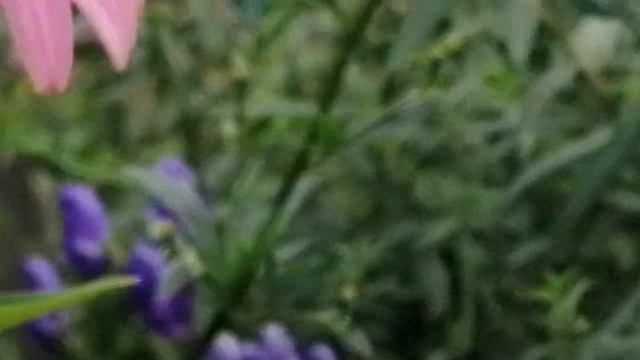 Деревенский красивый цветочный огородик 🌼💮🌼 смотреть онлайн