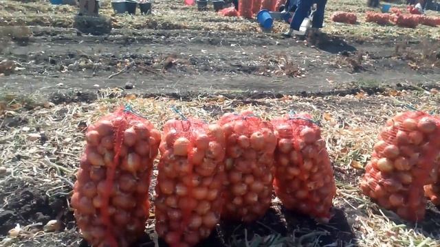 Уборка лука копалкой Krukowiak