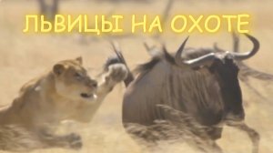 Львицы на охоте.
