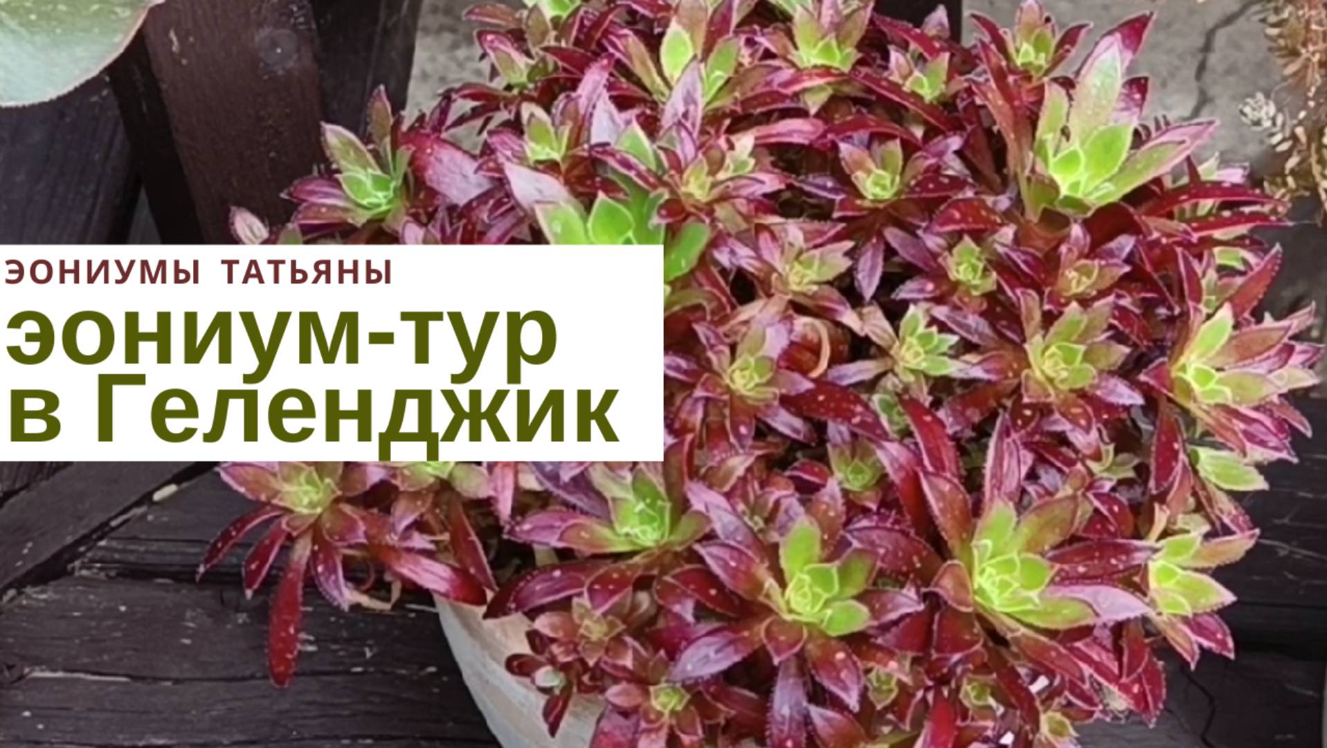 Эониум-тур в Геленджик. В гостях у подписчицы