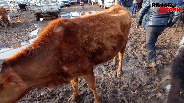 МАЛ БАЗАР 24-МАРТ 2021-ЖЫЛ/QANLIKOL MAL BAZARI/BIG BULLS IN THE WORLD смотреть онлайн