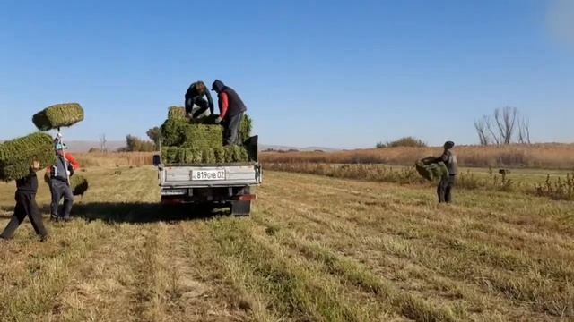 В поход за люцерной в тюках с музыкой. смотреть онлайн