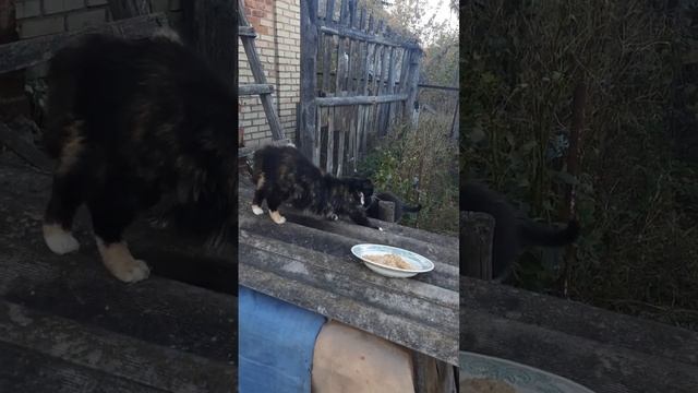 Котята и мама кошка смотреть онлайн