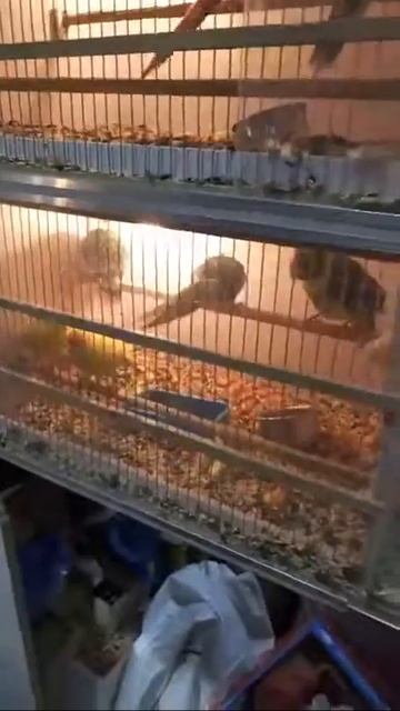 Птичий рынок, пришли посмотреть попугаев смотреть онлайн