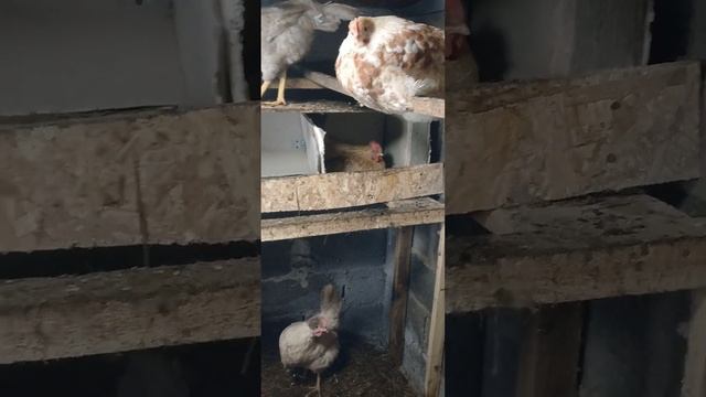 приходится мазать гипсовый шпаклёвкау. пробивает клей и едят пенопласт???😩😩😩 смотреть онлайн