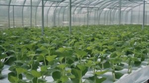 Вертикальные грядки для огурцов своими руками схемы, фото - Овощи