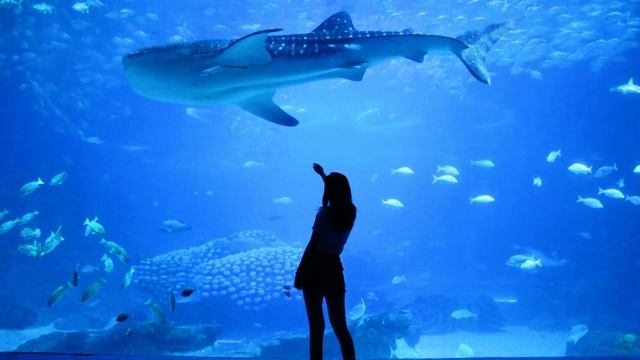 Whale sounds, whales passing by - relax / music / chill смотреть онлайн