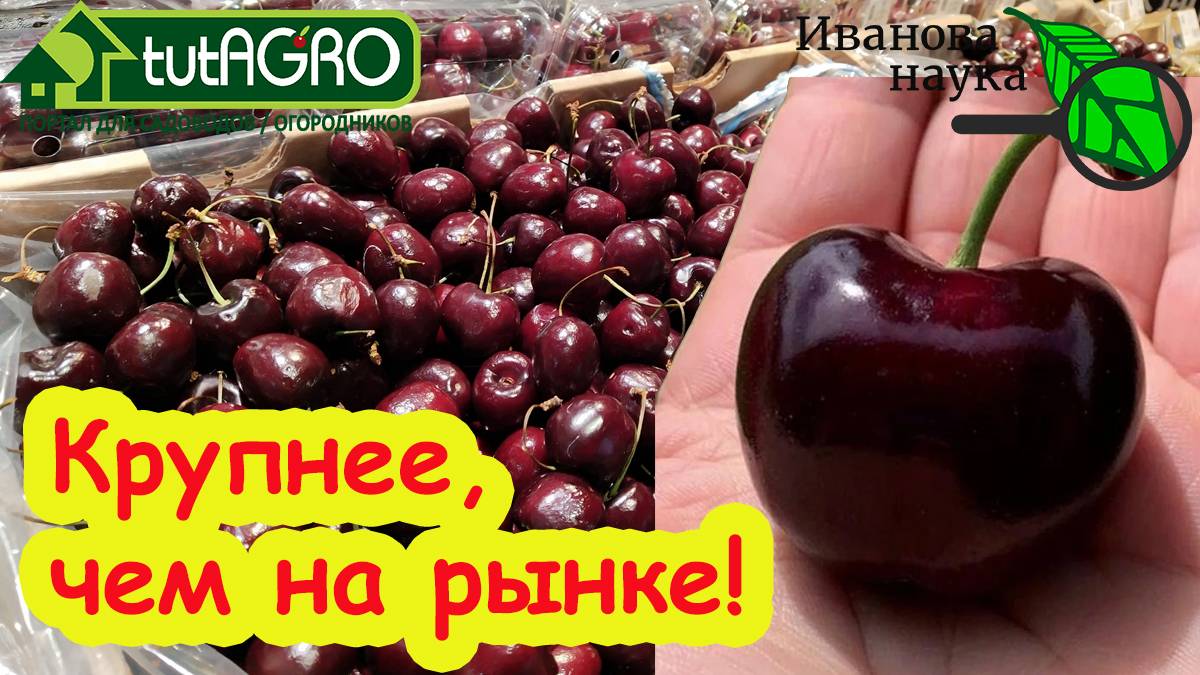 ХОЧЕШЬ БЫТЬ С КРУПНОЙ ВИШНЕЙ и ЧЕРЕШНЕЙ - ДЕЛАЙ ТАК! СУПЕР УРОЖАЙ ЧЕРЕШНИ.СЕКРЕТЫ ПОДКОРМКИ ЧЕРЕШНИ смотреть онлайн