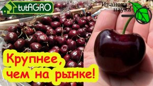 ХОЧЕШЬ БЫТЬ С КРУПНОЙ ВИШНЕЙ и ЧЕРЕШНЕЙ - ДЕЛАЙ ТАК! СУПЕР УРОЖАЙ ЧЕРЕШНИ.СЕКРЕТЫ ПОДКОРМКИ ЧЕРЕШНИ