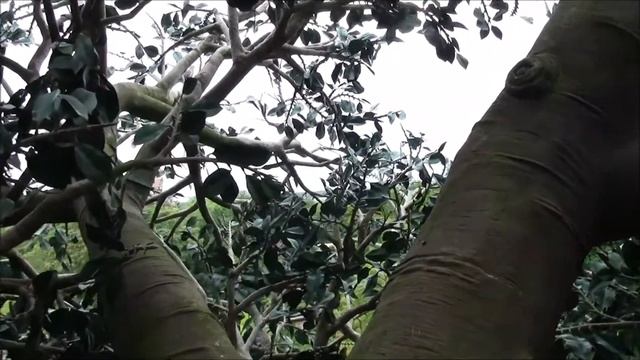 Дисней часть 3 смотреть онлайн