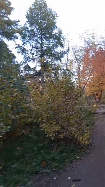 Пр. Бухар-Жырау у дома №63 место, где тополя, сосны, рябина, лиственница и настоящий клён 9 Октября смотреть онлайн