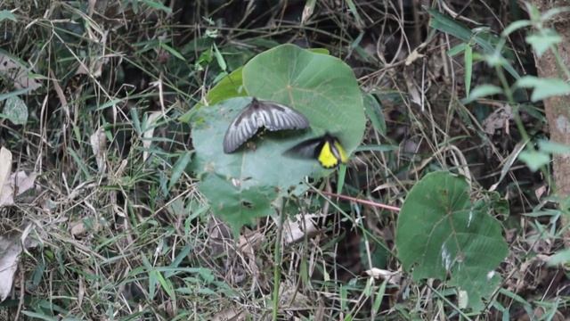 Sahyadri birdwing butterfly смотреть онлайн