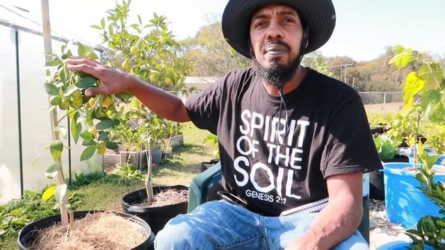 Are Citrus Trees Cold Hardy?Does Citrus Trees Need Chill Hours?When To Cover Citrus Trees? смотреть онлайн