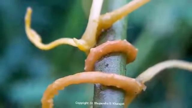 ZARPECHAK смотреть онлайн