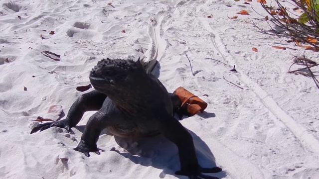 movie Iguana.MOV смотреть онлайн
