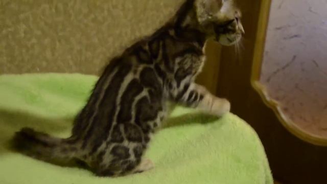 Бенгальский котик от Jane смотреть онлайн