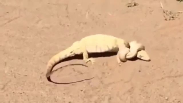 Incredibile King Cobra Attack Lizard Dragon Komodo Snake Vs Lizard I Rettili Del Deserto смотреть онлайн