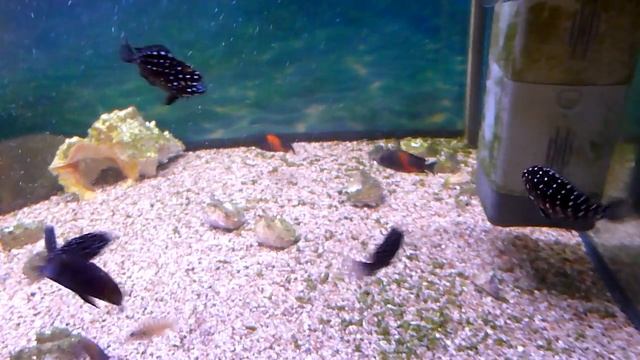 Tropheus moorii 'Bemba' смотреть онлайн