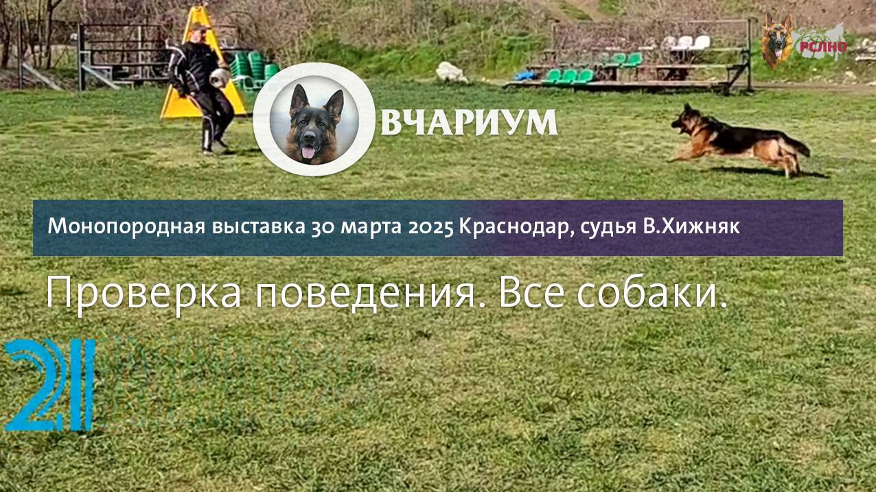 Проверка поведения все / КЧК КРАСНОДАР 30 марта`25 В.Хижняк Моно немецких овчарок