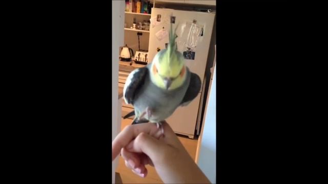 Репер-попугай))) смотреть онлайн