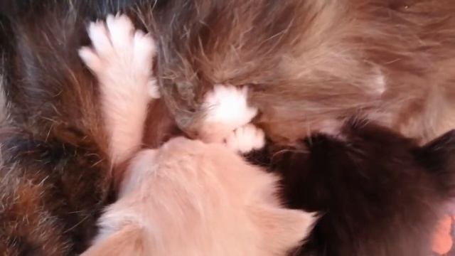 Немного позитива и любви. Счастливая кошачья мать. смотреть онлайн