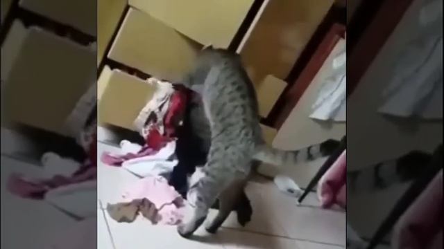 Типичная девушка 😁🤗😻😺👧кошка смотреть онлайн