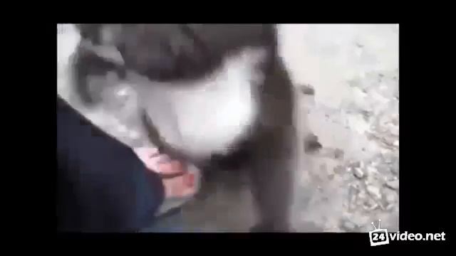 milaya koala смотреть онлайн