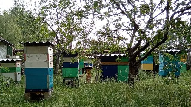 Гроза на пасеке (04.06.2024 года) смотреть онлайн