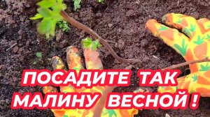 Посадите ТАК МАЛИНУ весной и вы удивитесь результату! Посадка малины весной