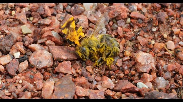 Ambush Bug with bee смотреть онлайн