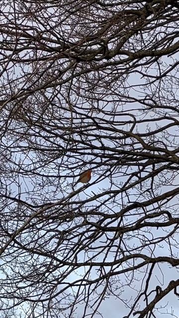 Robin #short #shorts #shortvideo #shorts #shortsvideo #shortvideo #garden смотреть онлайн