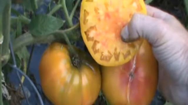 Big Rainbow Heirloom Tomato смотреть онлайн
