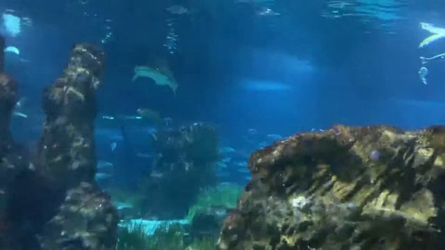 Barcelona Aquarium, Barcelona 2 смотреть онлайн
