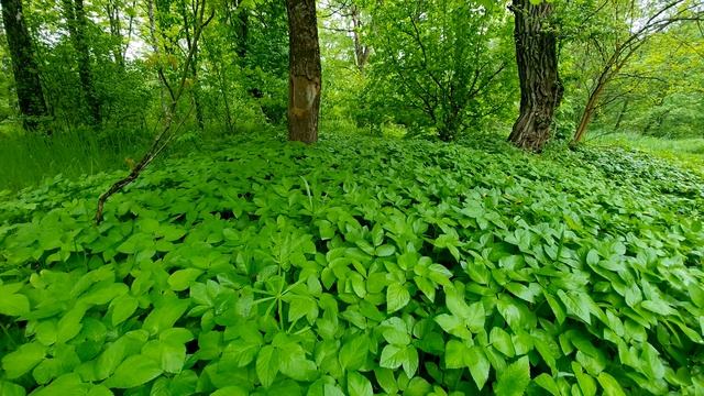 Relaxing Rain Sounds in the Spring Forest смотреть онлайн