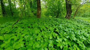 Relaxing Rain Sounds in the Spring Forest