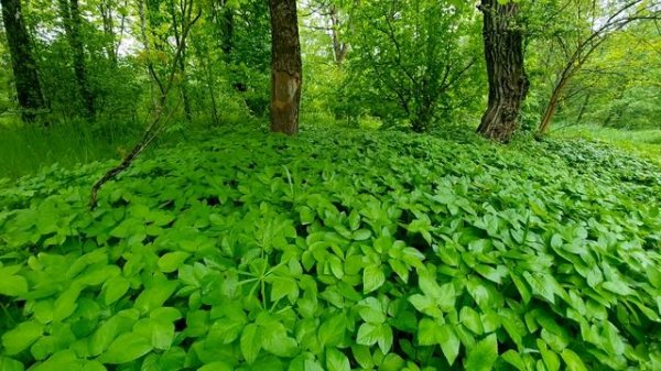 Relaxing Rain Sounds in the Spring Forest