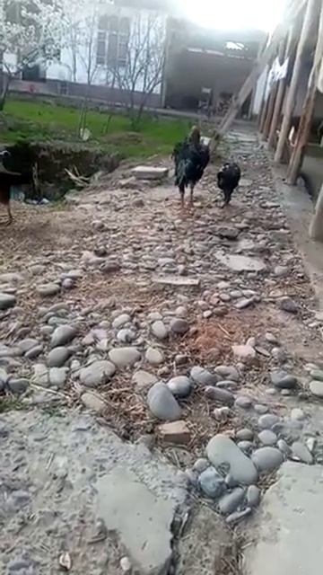 Шамо сын Дракулы вес 5.5 кг и куры миксы.Андижан.Узбекистан.2021. смотреть онлайн