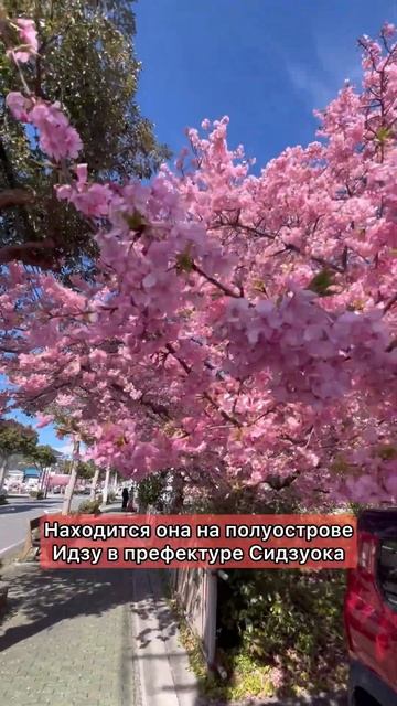 Ранняя сакура! Цветет с января?🌸все о Японии #путешествия #travel #япония #путешествие #сакура смотреть онлайн