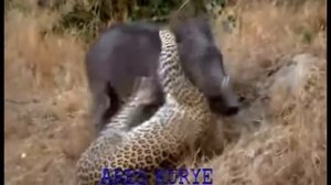 МИР ЖИВОТНЫХ   ОЛАМИ ХАЙВОНОТ