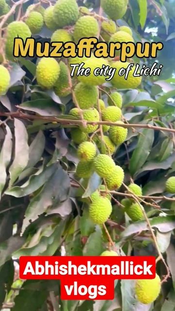 #muzaffarpur The City Of Lichi//#muzaffarpur//#viral//#sourav Joshi Vlogs//#mr Indian Hacker//#shor