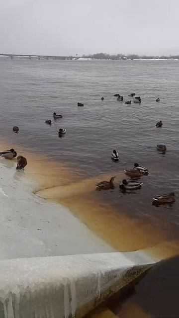 Утки на Каме смотреть онлайн