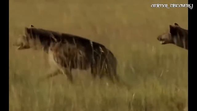 Angry Hippo vs Lion, Eagle vs Fox, Smart Elephant Save Baby, 4 Wild Dogs vs Hyena vs Lion vs Zebra смотреть онлайн