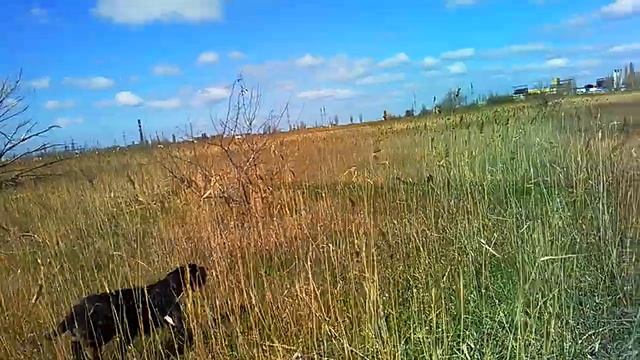 14 марта 2020 г.РАБОТА СОБАКИ. смотреть онлайн