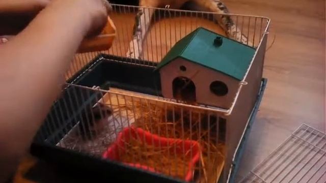 Знакомство с Луной и Туней. смотреть онлайн