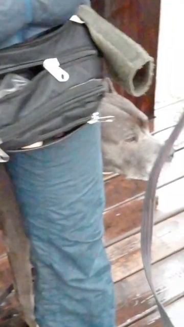 когда на занятие идут не спеша💪 #собаки #животные #dog #дрессировка #спорт #собака #топ #помощь смотреть онлайн