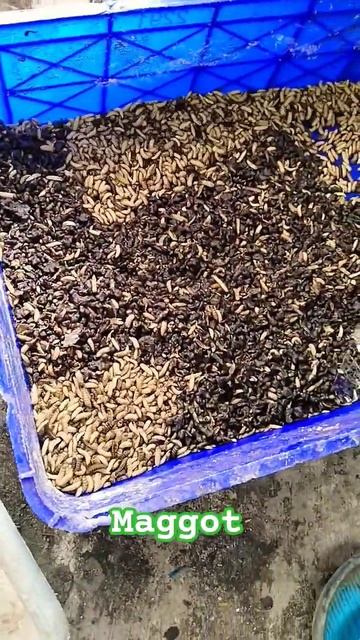 budidaya maggot untuk pakan ayam смотреть онлайн