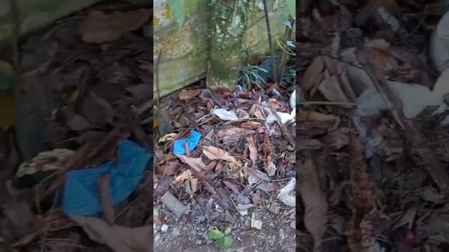 Apple Macopa or Rose Apple Fruits and its Health Benefits to our Body @blancaslifestyle50s смотреть онлайн