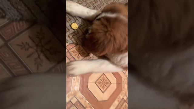 Пробует лимон😂😂 смотреть онлайн